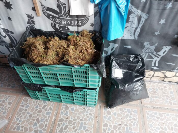 Autoridades ambientales llaman a evitar uso de musgo o lana para decoración de portales navideños