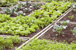Lechuga, culantro y apio muestran disminuciones en precios de hasta 30% en Ferias del Agricultor este año
