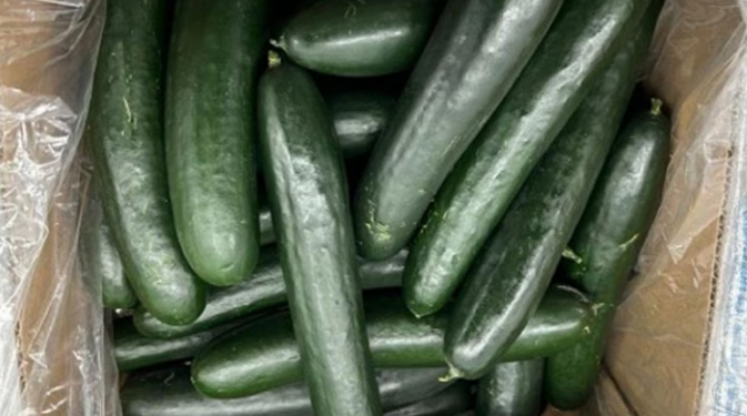 Más de 60 personas enfermas en EEUU: retiran pepinos contaminados con salmonela provenientes de México