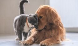 Región Central y Zona Norte concentran la mayor cantidad de perros y gatos del país