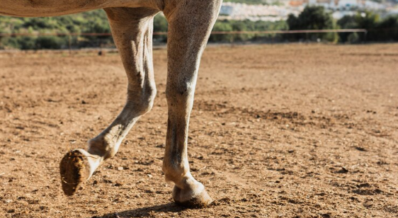 Municipalidad de Montes de Oca confirma fallecimiento de una yegua tras tope en el cantón
