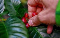MAG propone financiamiento de ¢20 mil millones para atender pérdidas en cosechas de café