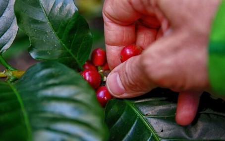 MAG propone financiamiento de ¢20 mil millones para atender pérdidas en cosechas de café
