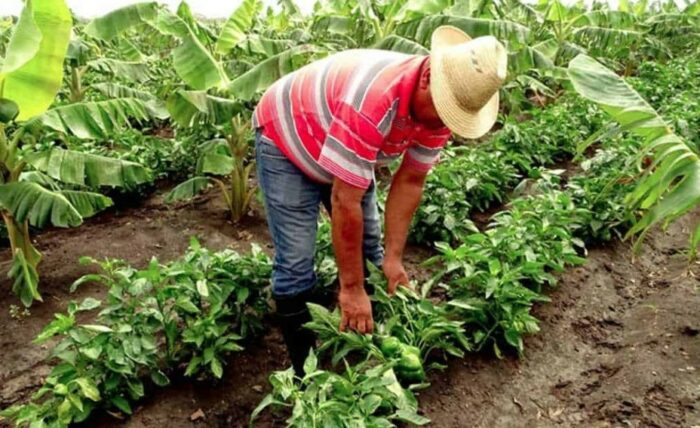 Agricultores dicen que advirtieron sobre alza en precios desde noviembre: Reprochan ‘falta de diálogo’ del gobierno