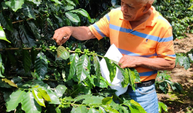 ICAFE calcula pérdidas de hasta $60 millones desde noviembre por lluvias y falta de mano de obra