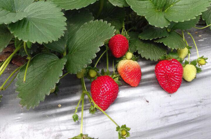 Productores de fresas prevén afectación debido a medidas para visitación del Volcán Poás