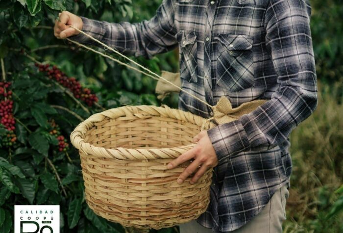 ICAFE y Banco Nacional acuerdan ‘tipo de cambio preferencial’ para el sector cafetalero