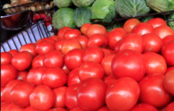 UNA: Precio del kilo de tomate rondaría entre ¢1500 y ¢2000 a mediados de febrero