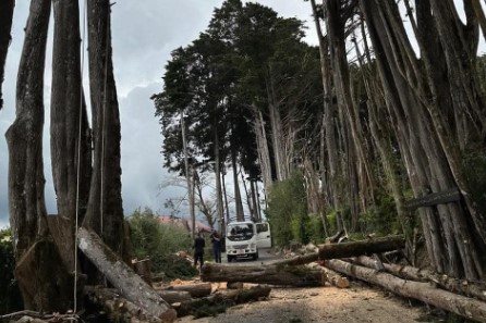 Vecinos se manifiestan por tala de árboles de “El Tirol” en San Rafael de Heredia: Alcalde promete revisar situación