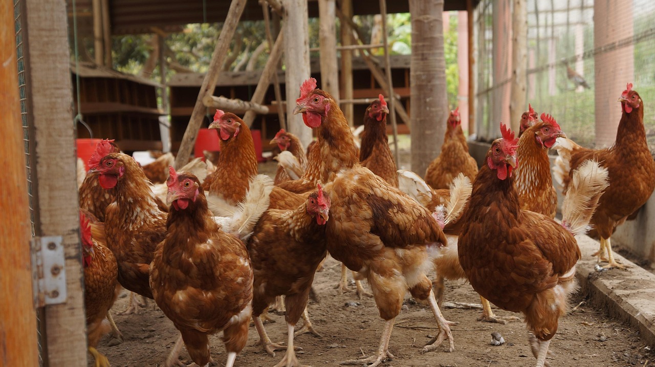 SENASA refuerza inspecciones fronterizas ante caso de influenza aviar en aves de Panamá