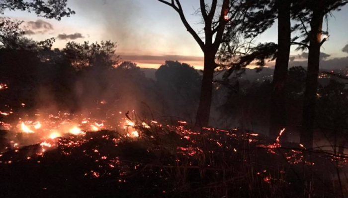 Bomberos investigan si primer incendio forestal del año fue provocado