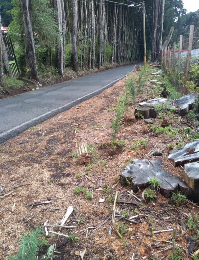 Sala IV suspende temporalmente la tala de árboles en San Rafael de Heredia