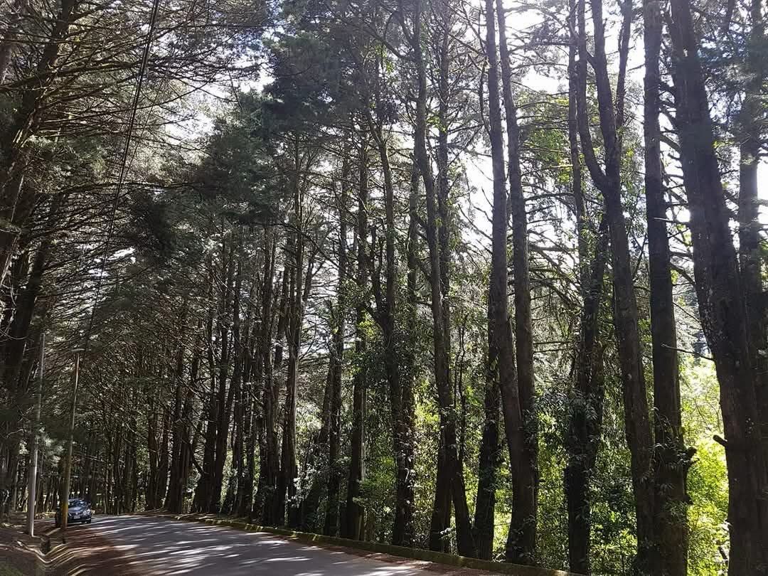 SINAC aclara que no ordenó corta de árboles de ciprés en El Tirol