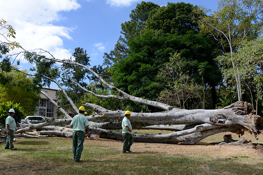Emergencias provocadas por fuertes vientos crecieron 95% este año