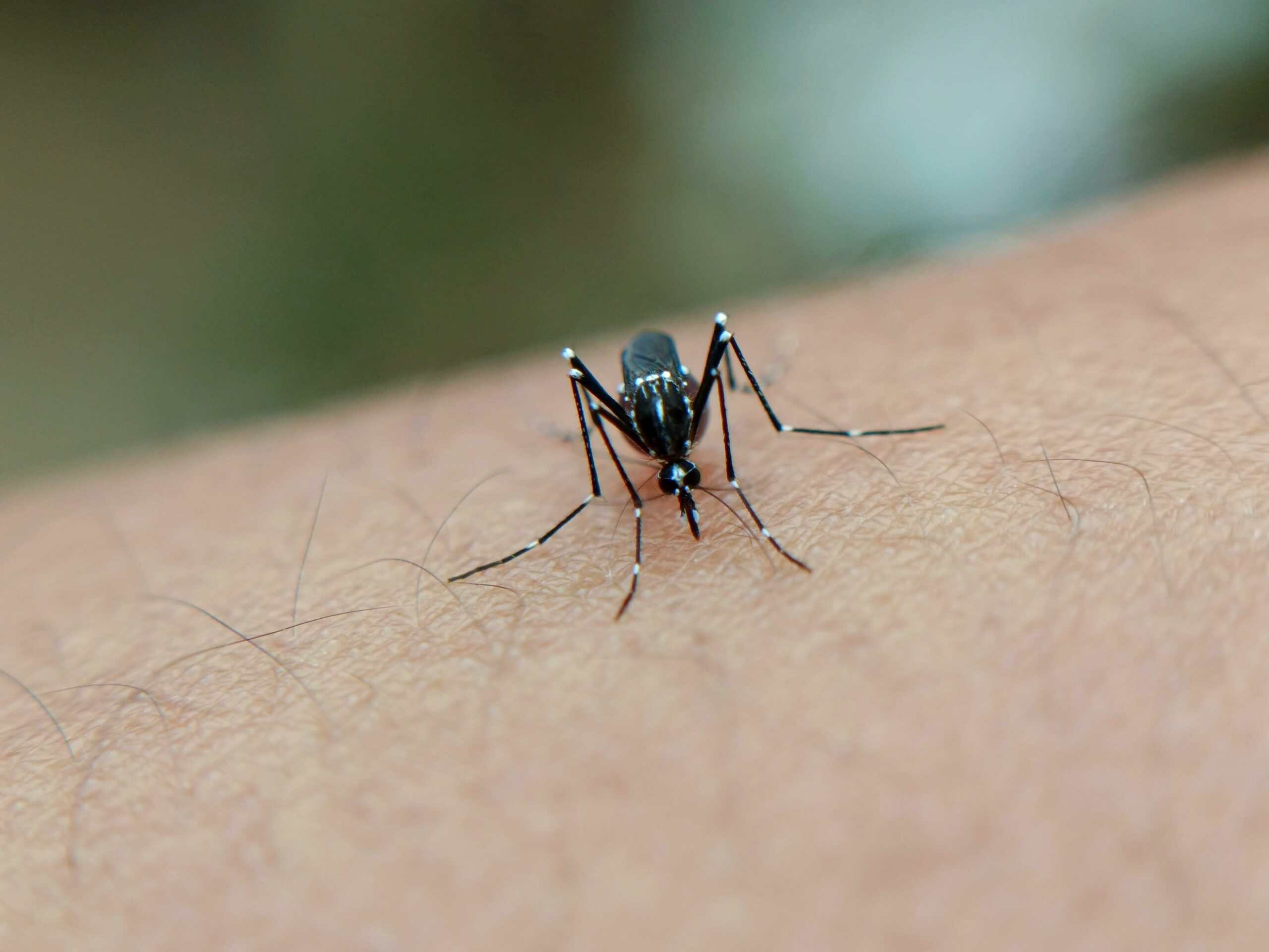 Salud prioriza atención de dengue en cuatro cantones del GAM por alta cantidad de casos