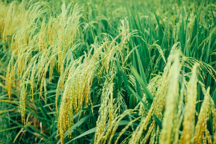 Arroceros reportan una caída del 50% en productores y cosecha debido a la ‘Ruta del Arroz’