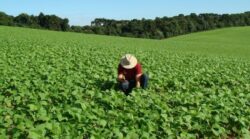 Sector agrícola tuvo caída de más de 4% en producción durante enero