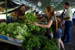 ¿Cómo están los precios en las ferias? Chile dulce y tomate están más baratos