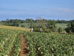 Café, papa y zanahoria perdieron miles de hectáreas de cultivo en los últimos años en el país