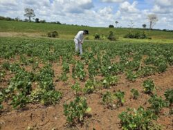 Sector agrícola recuerda problemas urgentes y pide atención del próximo Gobierno