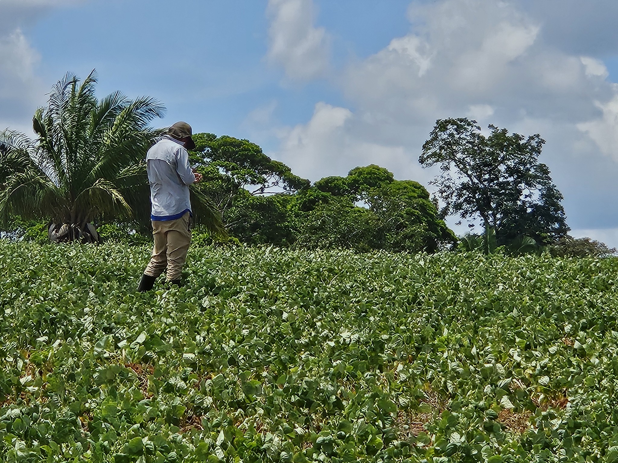Producción en sector agrícola y construcción sigue reflejando disminuciones respecto al año pasado