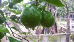 ¿Por qué están tan caros los limones? Precios tienen hasta 85% de incremento en comparación con enero