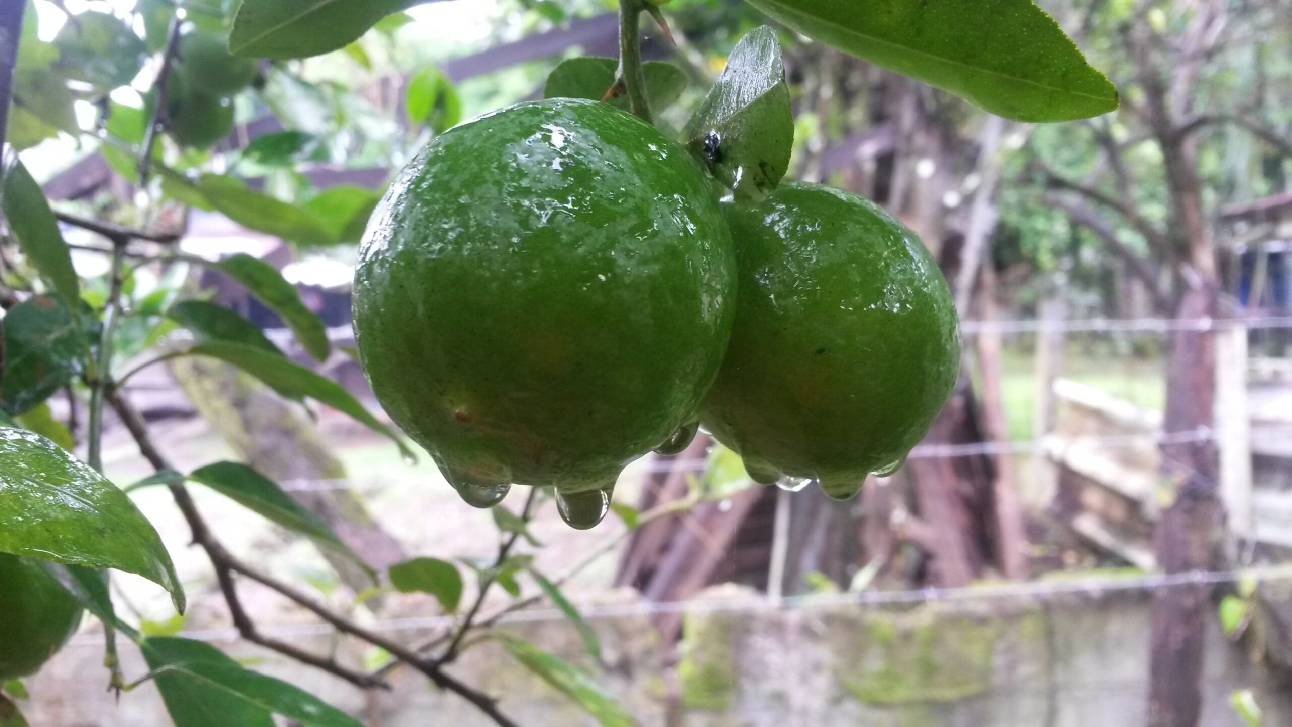 ¿Por qué están tan caros los limones? Precios tienen hasta 85% de incremento en comparación con enero
