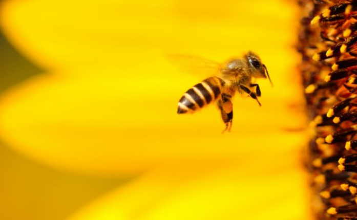 Bomberos atienden en promedio 21 emergencias diarias por abejas en lo que va del año