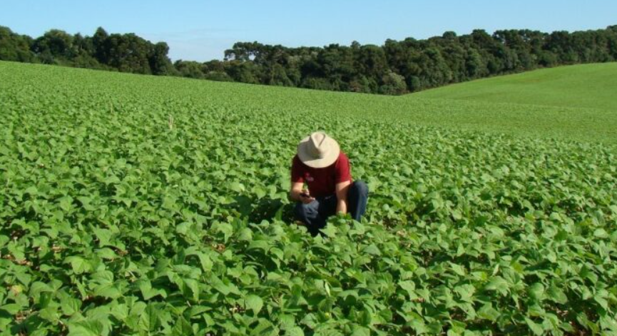 UCR alerta por mayor afectación en frijol, maíz y arroz debido al cambio climático