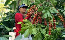 ICAFÉ calcula pérdidas por más de ¢20 mil millones al final de la cosecha por condiciones climáticas