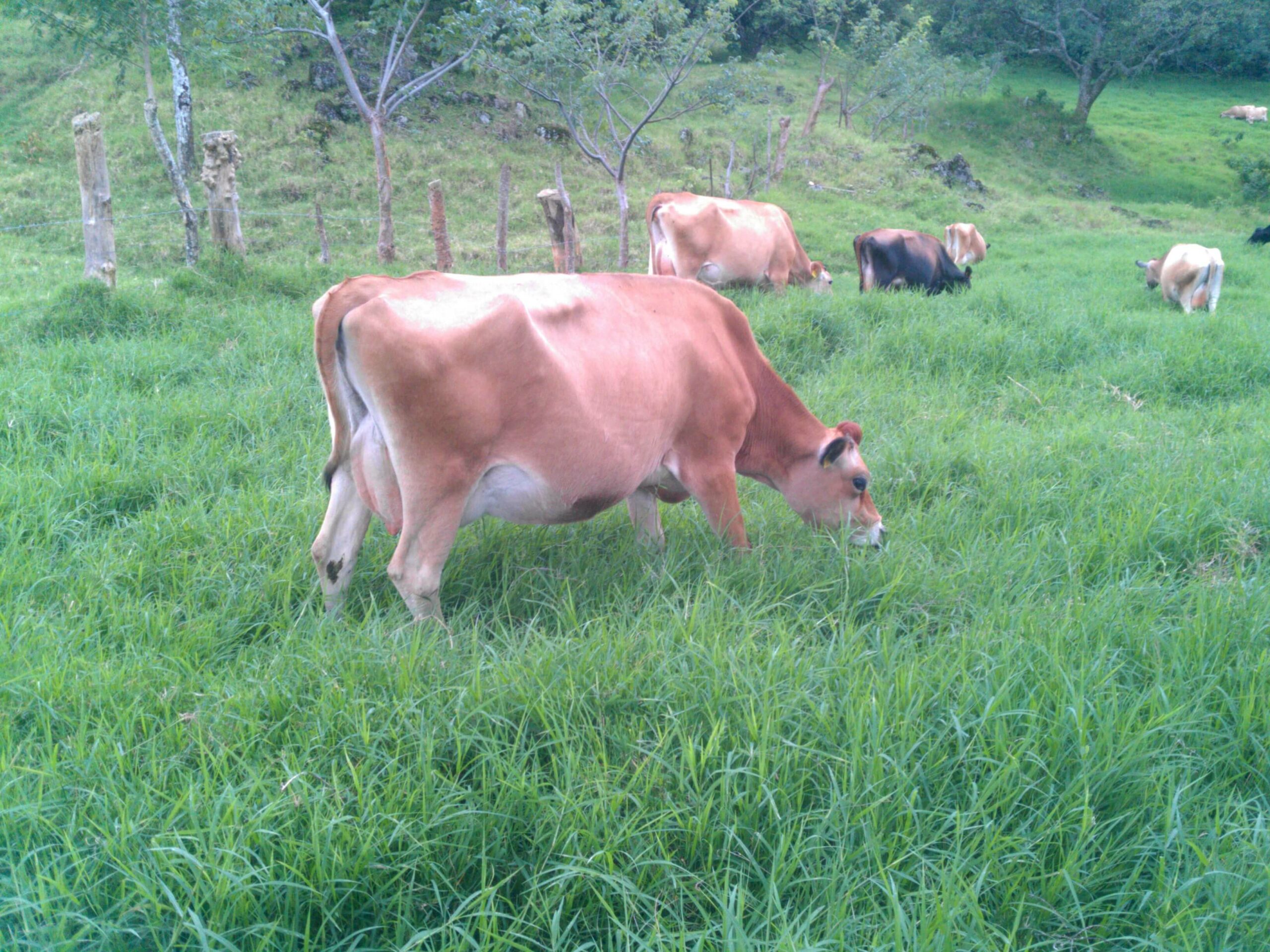 Expertos advierten que actividad del Volcán Poás podría afectar producción lechera en el país