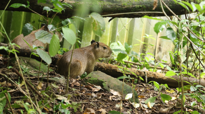 Falleció un capibara rescatado: Urgen una respuesta más firme ante tráfico ilegal de fauna