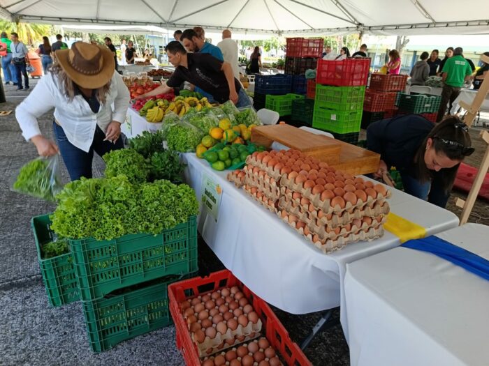 ¿Va para la feria? Productos como el repollo, la papa y el chile dulce están más baratos
