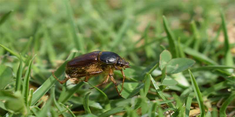 ¿Está disminuyendo la población de abejones de mayo en Costa Rica?