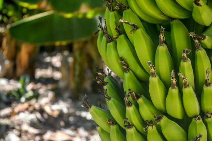 Bananeros descartan impacto significativo en exportaciones por aranceles de EE.UU.