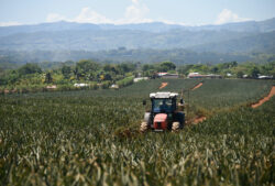 Sector agrícola y construcción reflejaron caída de producción en marzo según el IMAE