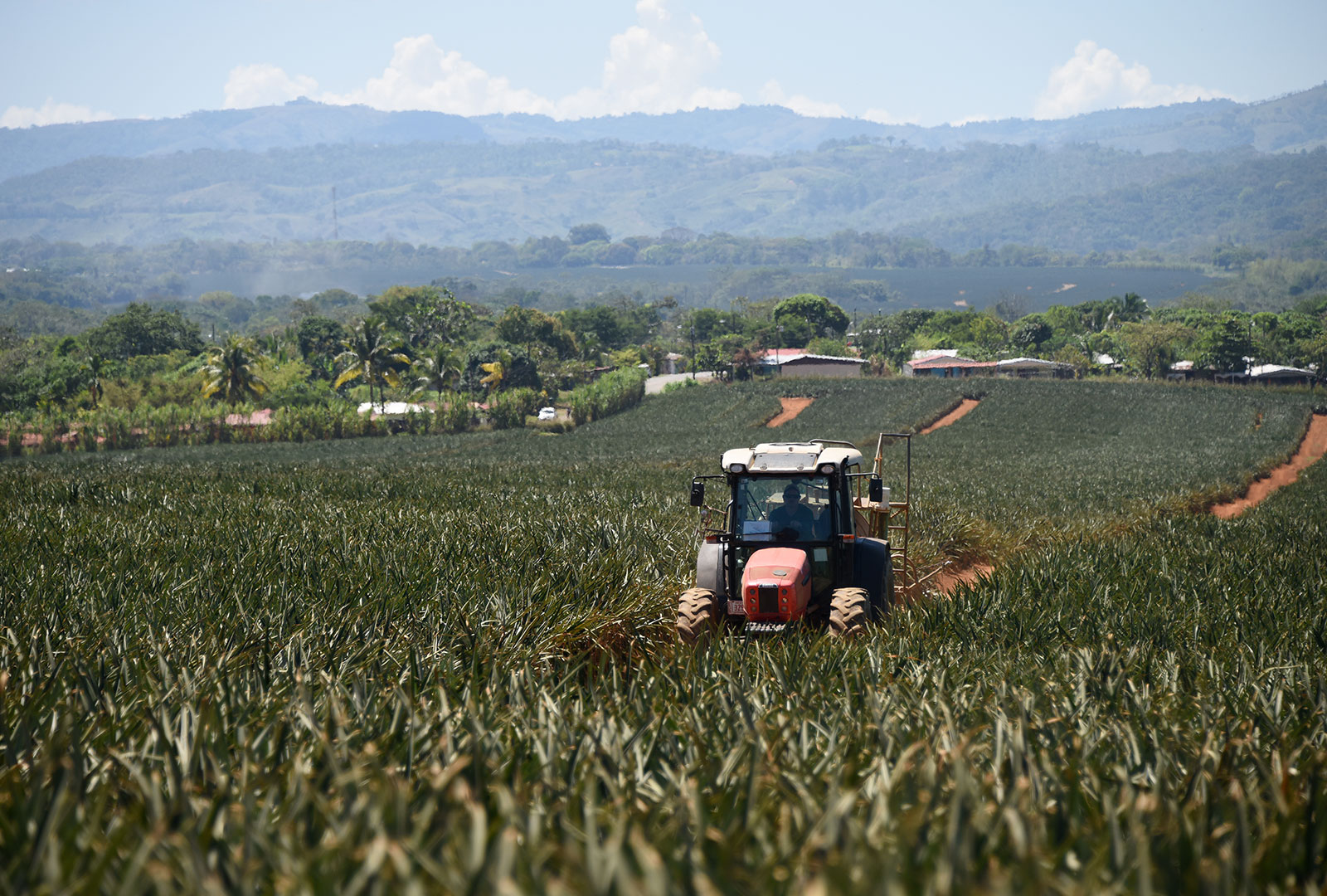 Sector agrícola y construcción reflejaron caída de producción en marzo según el IMAE