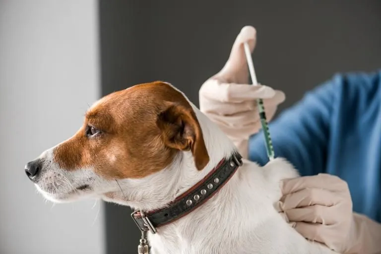 SENASA y MAG llaman a reforzar vacunación y cuidados contra virus respiratorio en perros