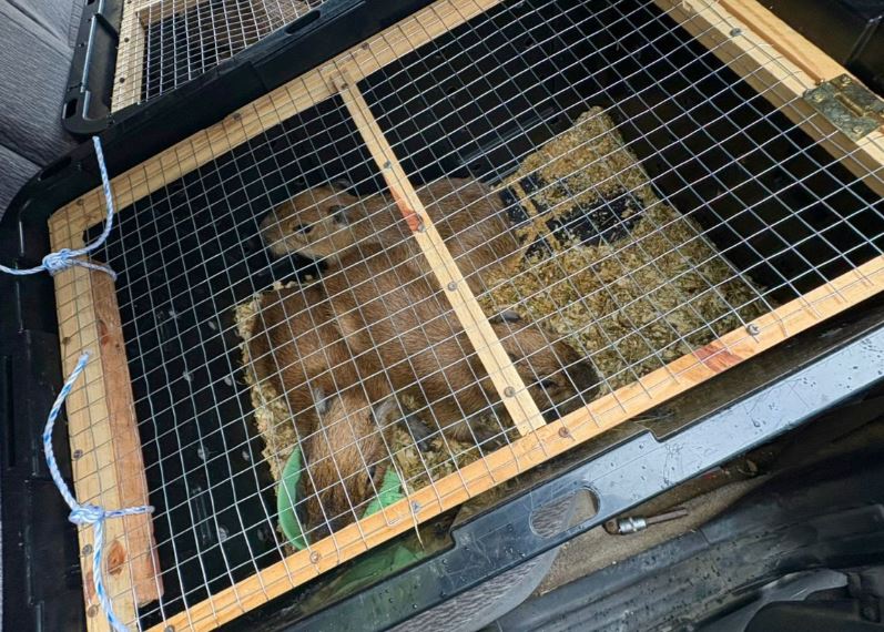 Fiscalía no ve viable repatriar capibaras encontrados en Orotina días atrás