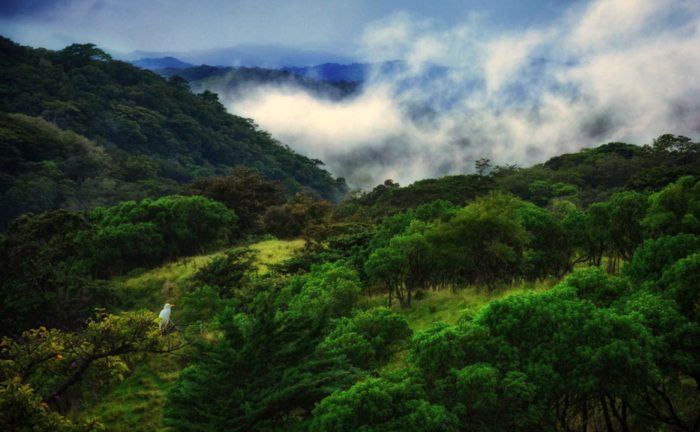 Cámara de Turismo de Monteverde expresa preocupación por disminución en ocupación hotelera durante este año