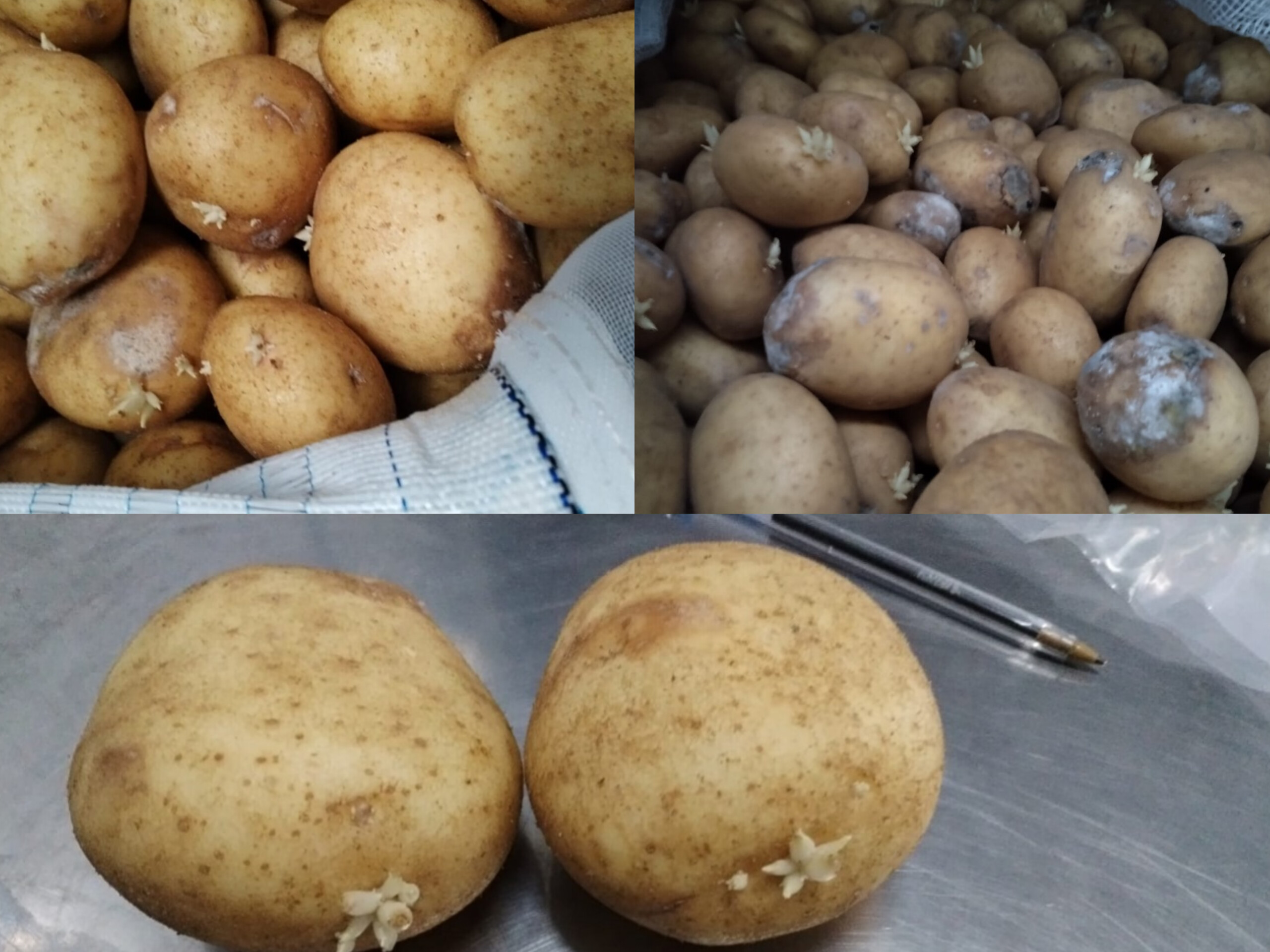 Rechazan cargamento de papa proveniente de California en Puerto Caldera por riesgo fitosanitario