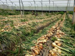 Cámara de Agricultura pide frenar importación y asegura que amenaza a productores de papa y cebolla
