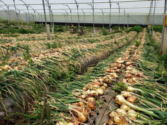 Importaciones de cebolla registran ‘fuerte incremento’ y ya alcanzan 75% del total de 2024