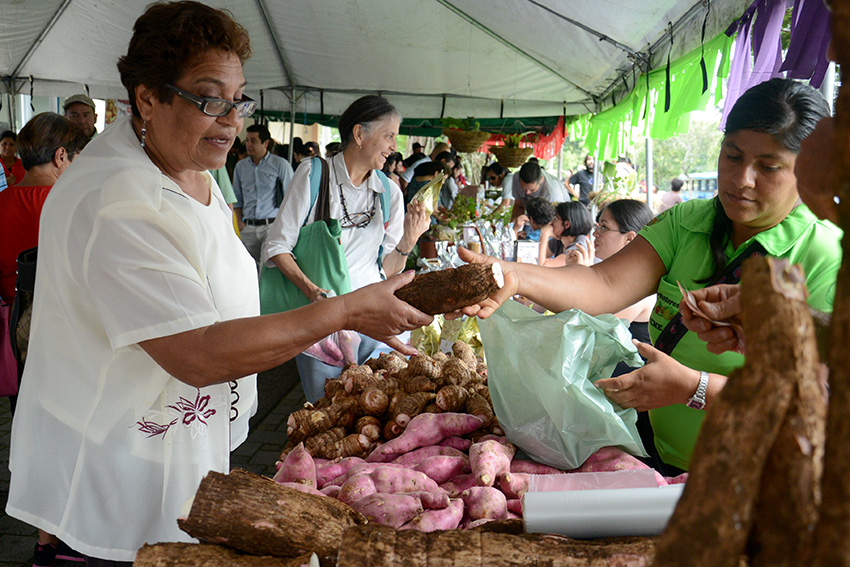 ¿Va para la feria? Tomate, cebolla, papa y repollo están hasta 11% más baratos