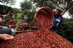ICAFÉ inició gestiones para recolección de cosechas de este fin de año