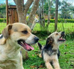13 perros rescatados en la Romería 2025 esperan ser adoptados