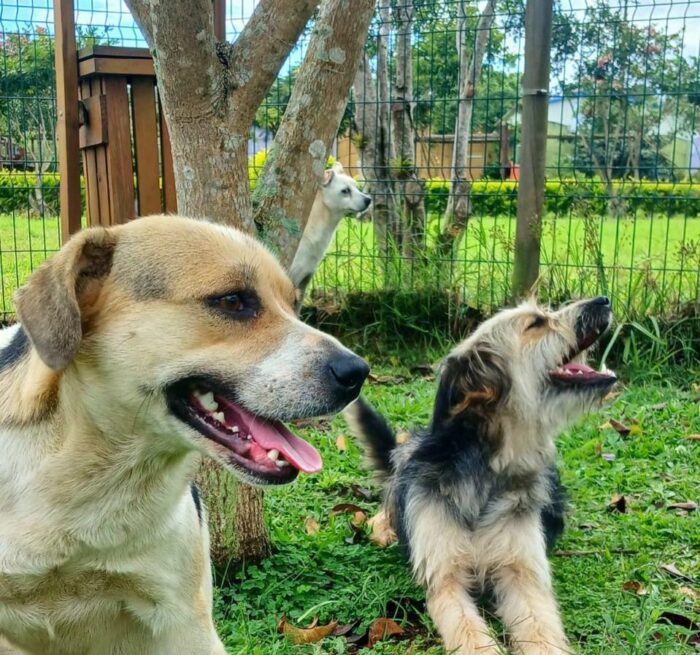 13 perros rescatados en la Romería 2025 esperan ser adoptados