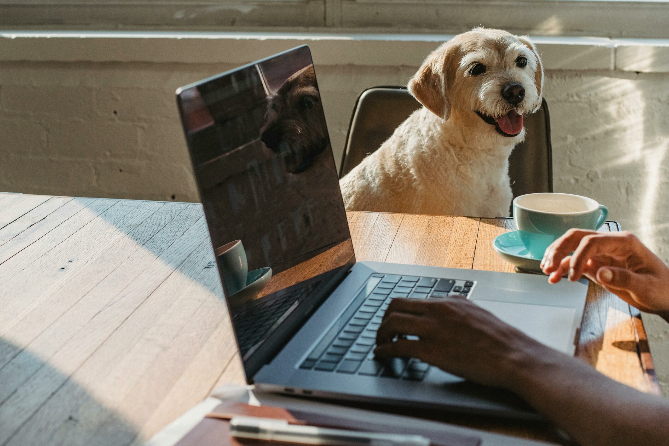 Colegio de Médicos Veterinarios califica positivamente nuevas regulaciones de Salud para comercios pet friendly