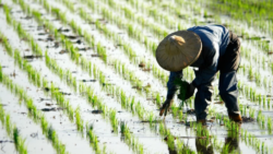 CONARROZ advierte que productores nacionales de arroz podrían desaparecer en un año