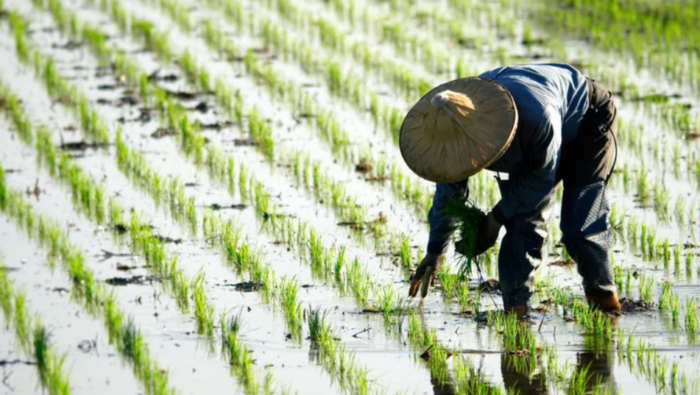 CONARROZ advierte que productores nacionales de arroz podrían desaparecer en un año
